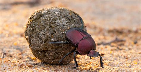 キングコーカサスカブトと宇宙の謎：なぜカブトムシは星を目指すのか？